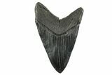 Fossil Megalodon Tooth - South Carolina #367929-2